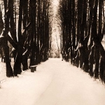 Липовая аллея в парке около дома Кикиных в Верякушах (начало 1900-х годов). 